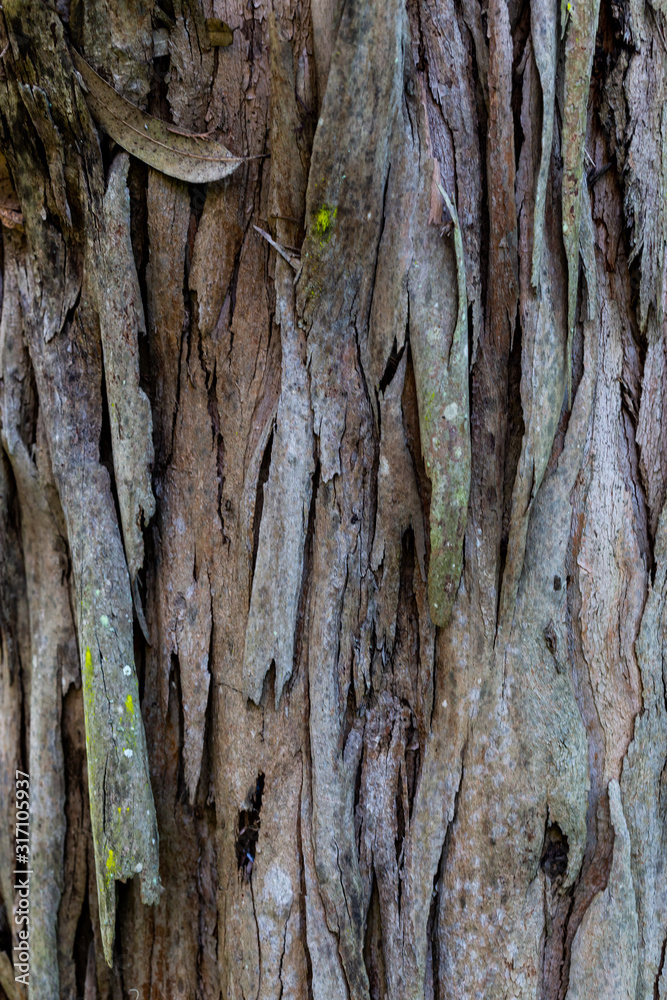 wooden textured background with damages and moss