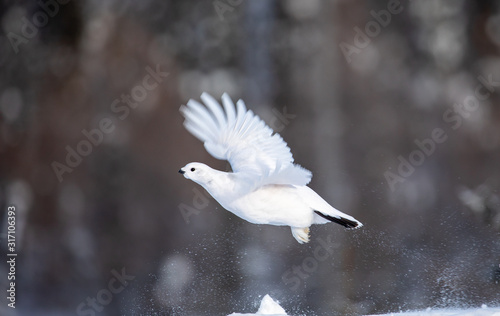 Lagopède des saules en vol