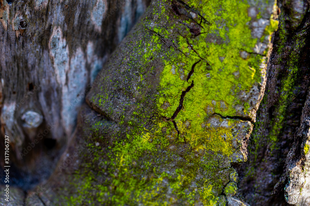 wooden textured background with damages and moss wooden textured background with damages and moss