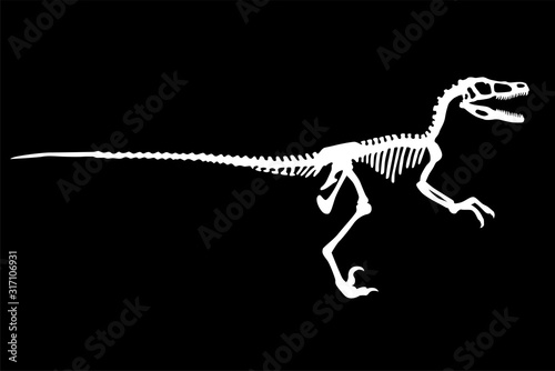 Dinosaur Velociraptor Skeleton Silhouette Illustration Isolated