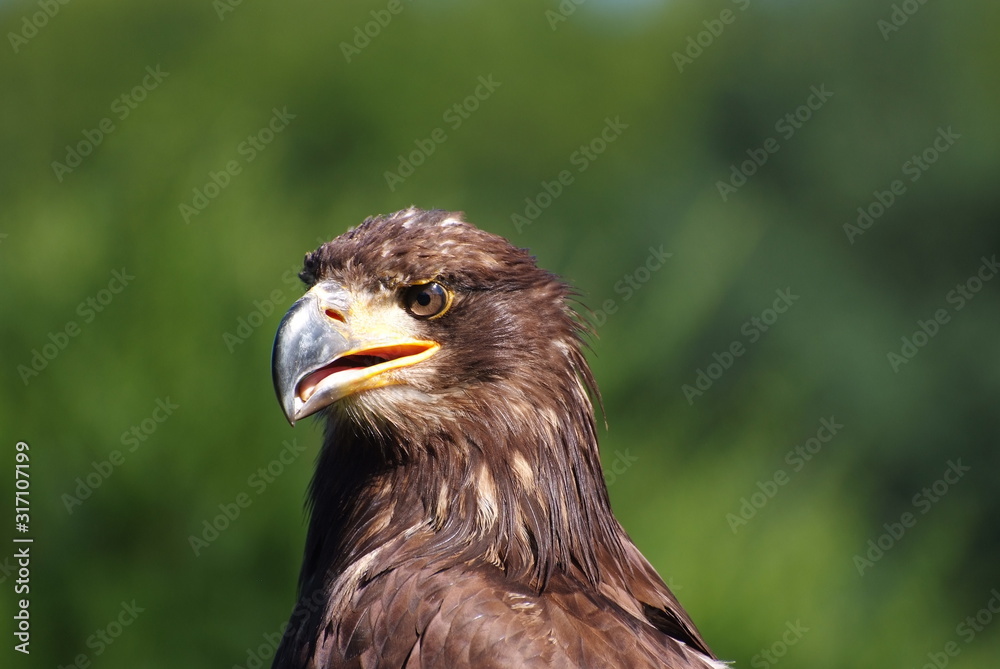 Adler Adler