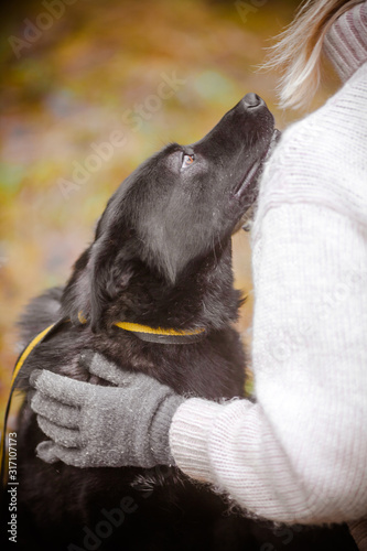 Charming black dog. Portrait of a beautiful black dog listening to the owner