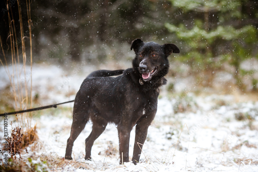 Charming black dog in the winter in the forest. Mixed Breed Dog Portrait Charming black dog in the winter in the forest. Mixed Breed Dog Portrait