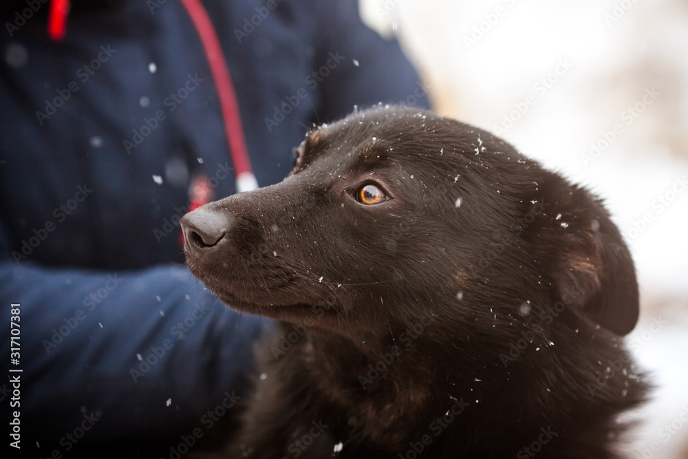 Cute black dog, winter portrait during a snowfall Cute black dog, winter portrait during a snowfall