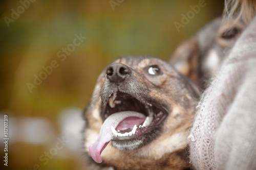 Funny dog, defocused photo. Smiling happy dog with open mouth