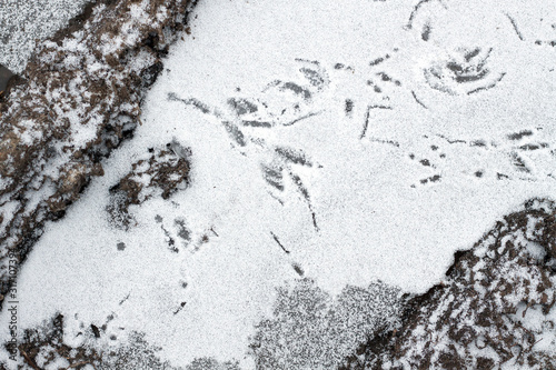 Frozen ground winter texture. Ice and snow on. © Федор Целуйко