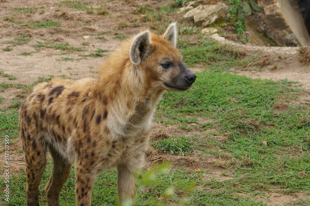 Fototapeta premium A Spotted hyena (crocuta crocuta)