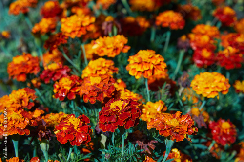 Bright wet orange and yellow marigold flowers closeup with rain drops. Blackbringer flowerbed, copy space (Tagetes erecta, Mexican, Aztec or African marigold)