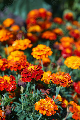 Bright wet orange and yellow marigold flowers closeup with rain drops. Blackbringer flowerbed, copy space (Tagetes erecta, Mexican, Aztec or African marigold)