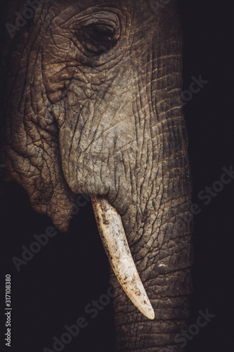 African Elephant portrait close up