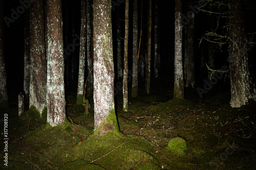 Tree trunks in the night