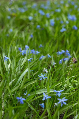 Scilla Siberica or Blue Snowdrop - spring blue flowers. First spring bluebells. Background