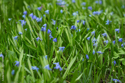 Scilla Siberica or Blue Snowdrop - spring blue flowers. First spring bluebells. Background