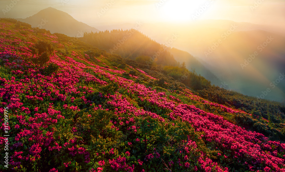 spring flowers in mountains, wpnderful morning sunrise landscape with blooming pink rhododendrons on slope of mountains spring flowers in mountains, wpnderful morning sunrise landscape with blooming pink rhododendrons on slope of mountains