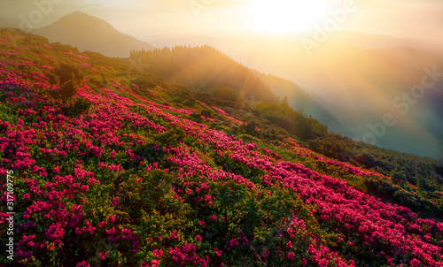 spring flowers in mountains, wpnderful morning sunrise landscape with blooming pink rhododendrons on slope of mountains