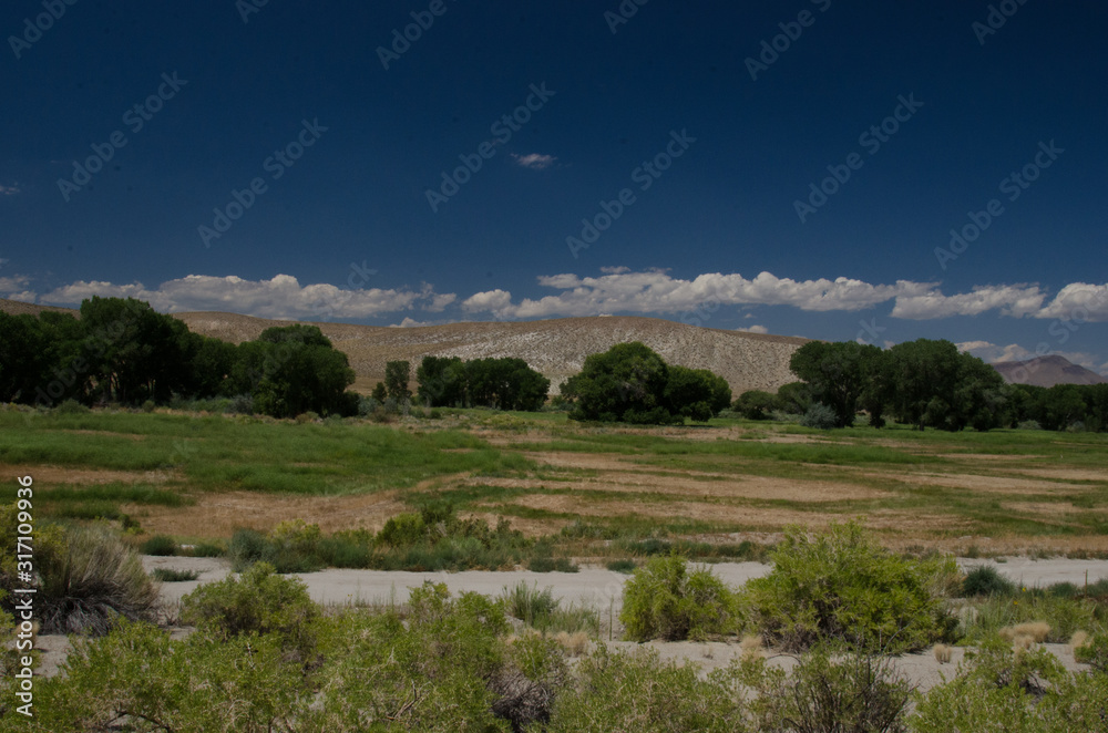 Obraz premium Desert oasis