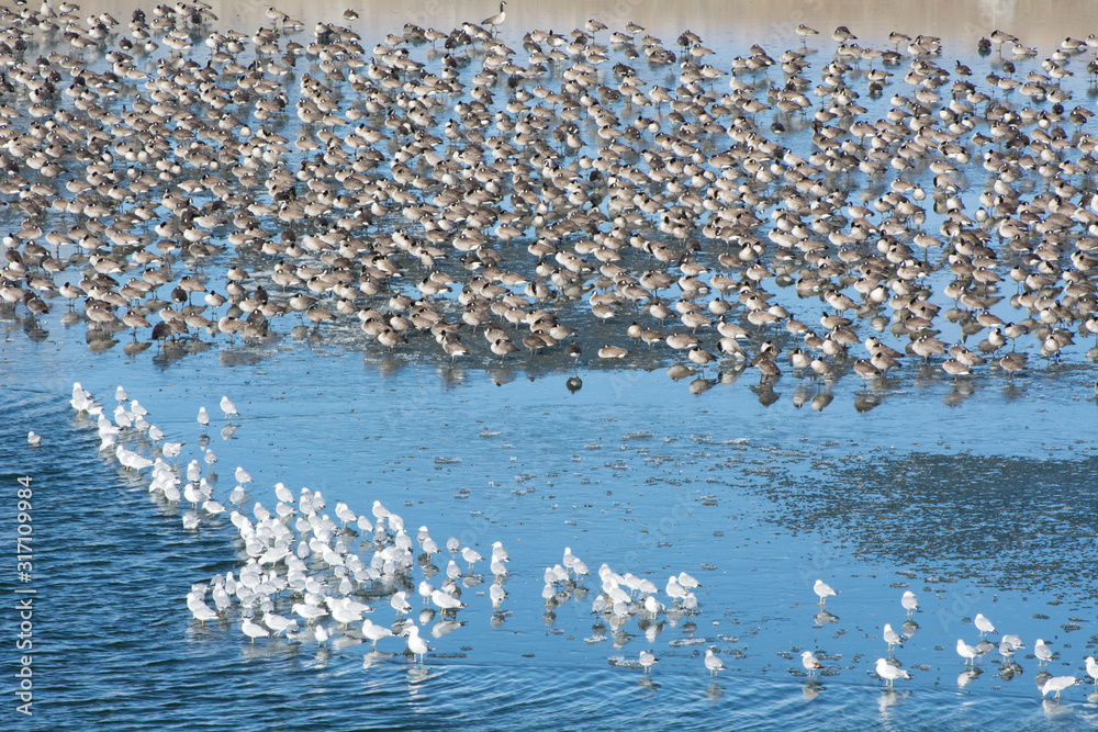 Naklejka premium Seagulls and geese