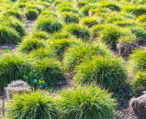 a field of bright green carex clumping grass on a sunny day