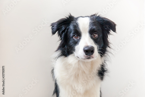 Funny studio portrait of cute smilling puppy dog border collie isolated on white background. New lovely member of family little dog gazing and waiting for reward. Funny pets animals life concept. © Юлия Завалишина