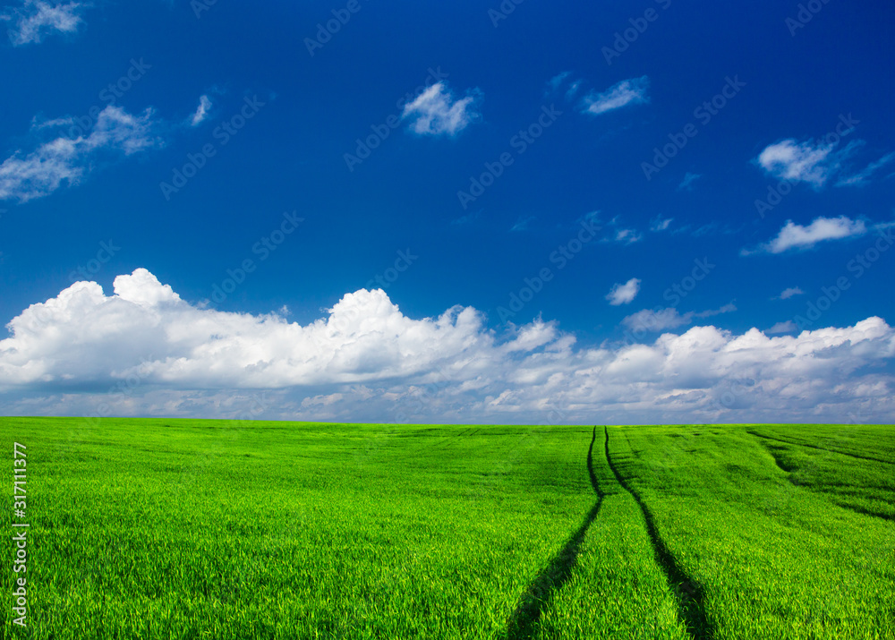 field of grass and perfect sky. meadow landscape