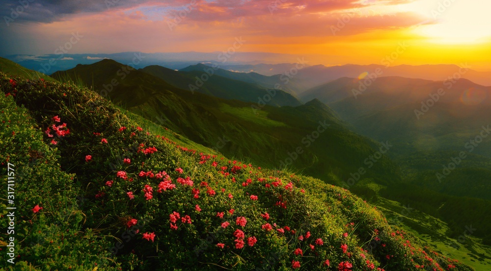 scenic summer sunrise nature image, picturesque morning sunrise scenery, amazing blossom pink summer flowers on the hills of mountains, awesome floral morning background, Carpathians, Europe landscape