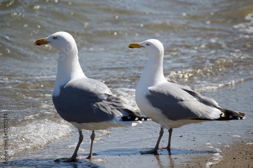 seagulls on the beach