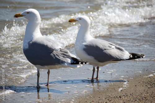 seagull on the beach © Roman