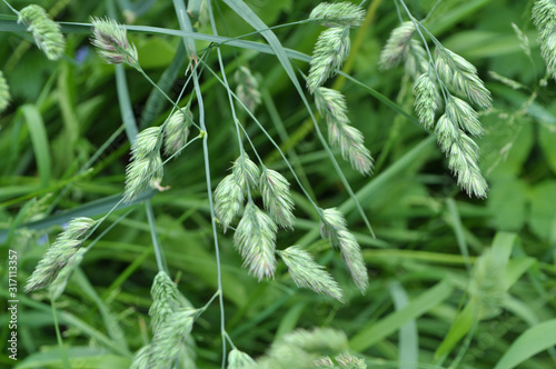 Flowering Dactylis glomerata photo