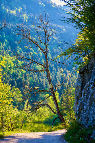 Fototapeta Naklejka Na Ścianę i Meble -  Dead tree on the lake