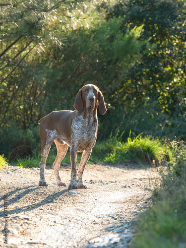 bracco italiano (italian pointer) famous gun dog photo