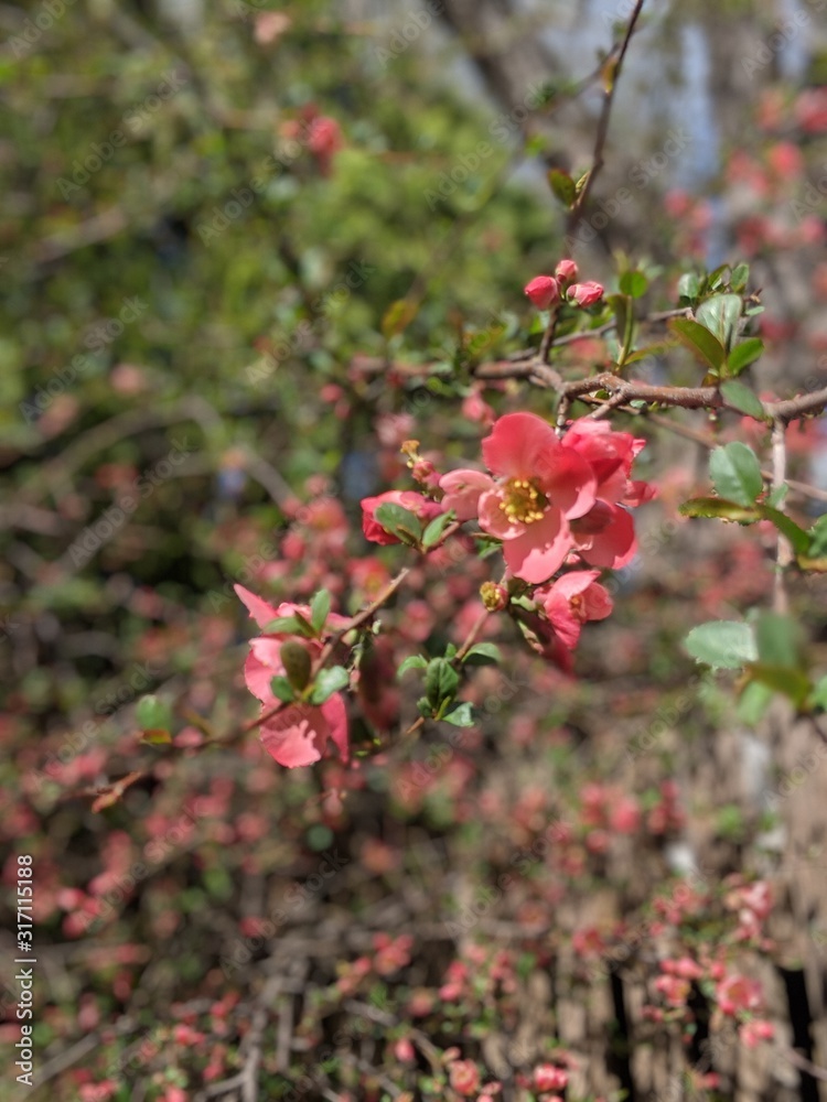 Tree Blossoms Tree Blossoms