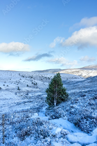 A panoramic scenic view of a snowy mountain trail track with small pine trees and mountain range summit in the background under a majestic blue sky and white clouds