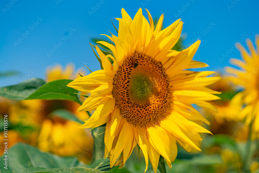 Summer. Field of sunflowers. Beautiful flower In the foreground, in the spotlight Summer. Field of sunflowers. Beautiful flower In the foreground, in the spotlight