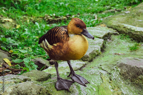 The Duck