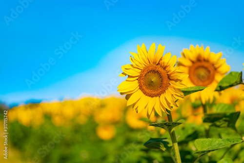 A lot of yellow sunflowers against the blue sky. Beautiful landscape with sunflower field