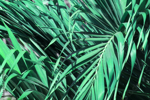 Tropical palm leaves, floral background