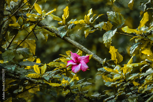 Tiny Flower