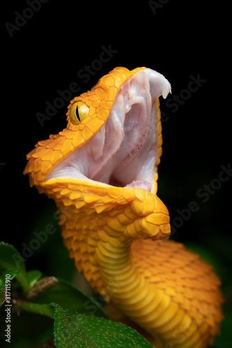 Bush Viper - Venomous snake one extending fang during re-articulation of jaw