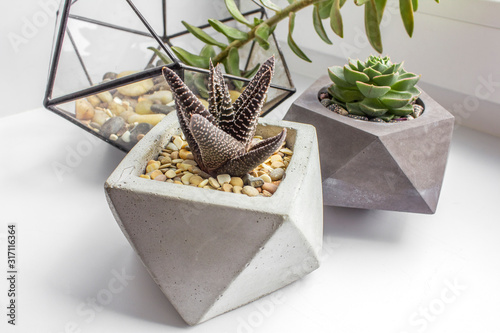 fresh green and brown houseplants in glass and stone pots on a white window