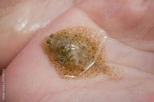 Fotografia Flounder cub in the female hands - underwater world, food