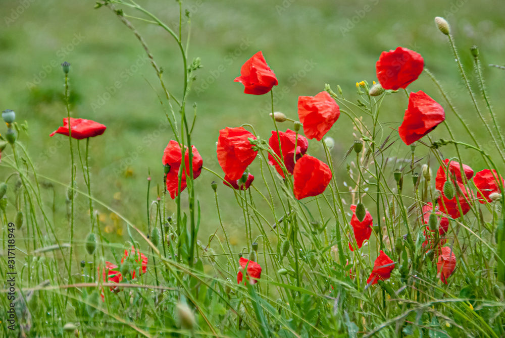 Obraz premium Beautiful field of poppies surrounded by green