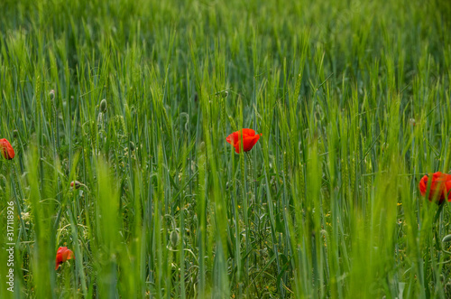 Poppies with deep green background .