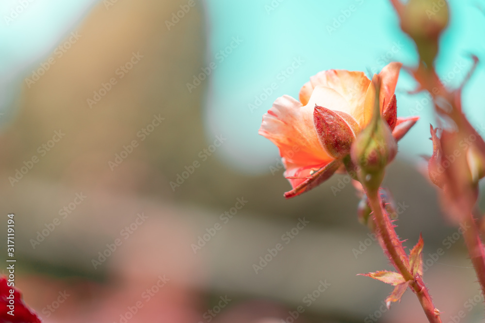 Fresh Rose with blue sky, close up; Fresh Rose with blue sky, close up;