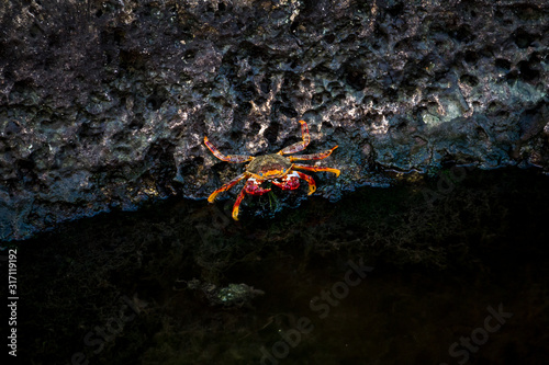 Crab on the rocks in Havana