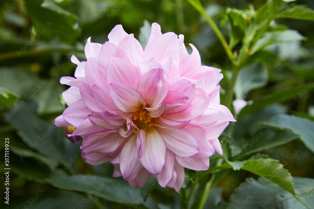 Fototapeta premium Dahlia Flower, Big Brother, growing in garden. Vivid blossom of dahlia. 