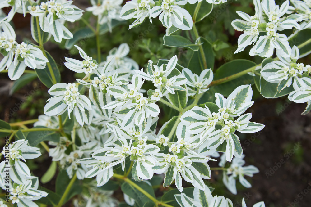 Euphorbia marginata ( Snow on the mountain ), also known as smoke-on-the-prairie, variegated spurge on a blurred background Euphorbia marginata ( Snow on the mountain ), also known as smoke-on-the-prairie, variegated spurge on a blurred background