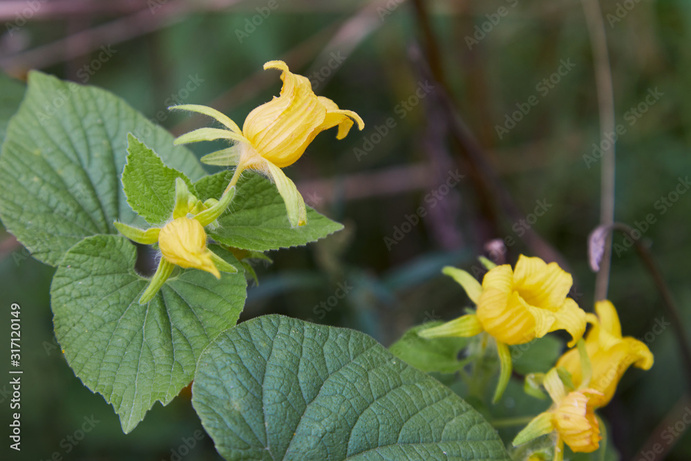 Obraz premium Flowering Thladiantha dubia or Manchu tubergourd. Yellow flowers and green leaves growing in the 