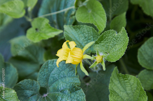 Flowering Thladiantha dubia or Manchu tubergourd. Yellow flowers and green leaves growing  in the  photo