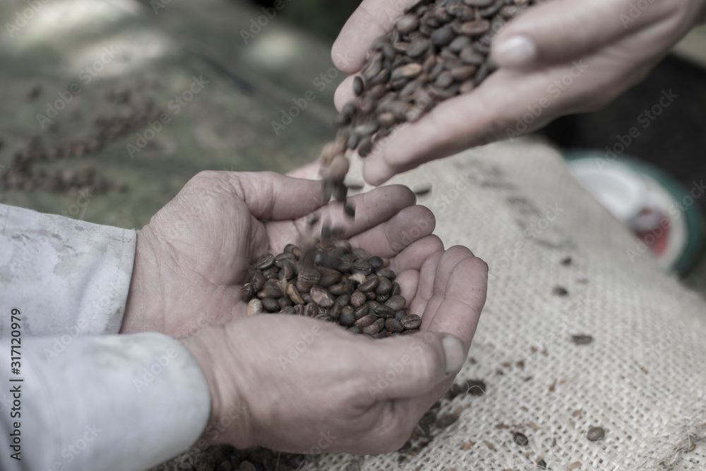 Hands with coffee beans, from the mountains of Colombia Hands with coffee beans, from the mountains of Colombia