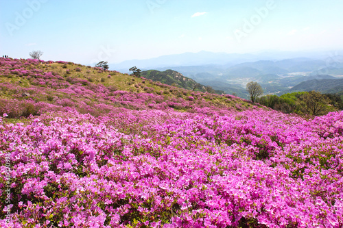 Aerial View of Hwangmaesan Mountain  Hapcheon  Gyeongnam  South Korea  Asia